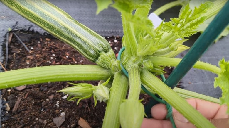 zucchini  tied to plastic stake