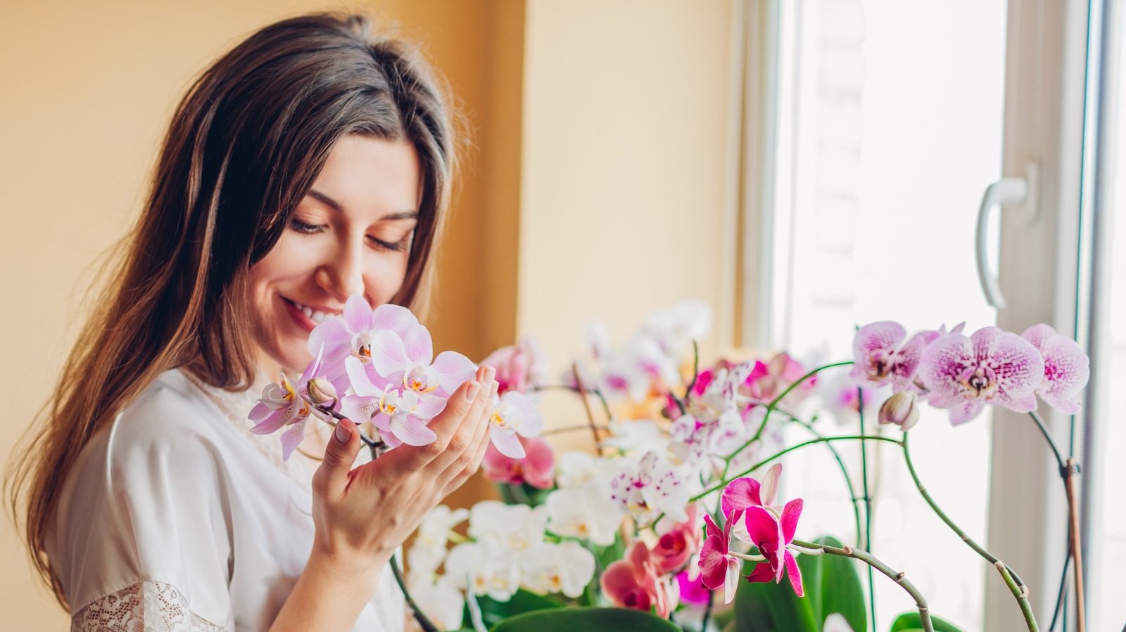 Roses are red and contributing to climate change, florists warn, Climate  Crisis News