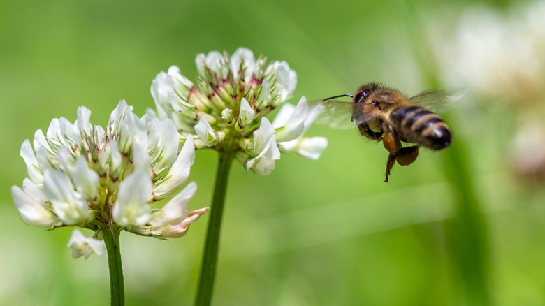 Honeybee among white clover