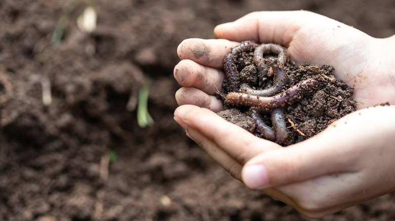 Worms and soil