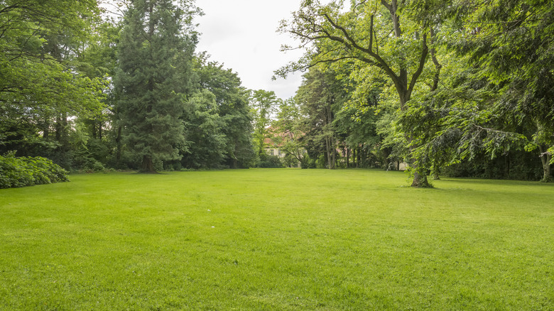 Flourishing lawn