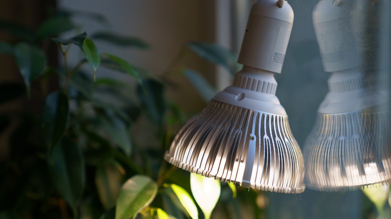 phyto lamp illuminating indoor plants