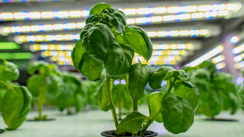 flourishing basil under led lights