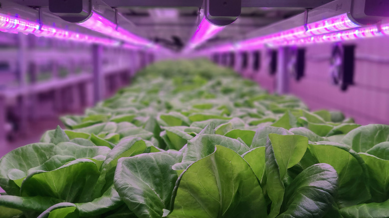 led tubes above vegetables 