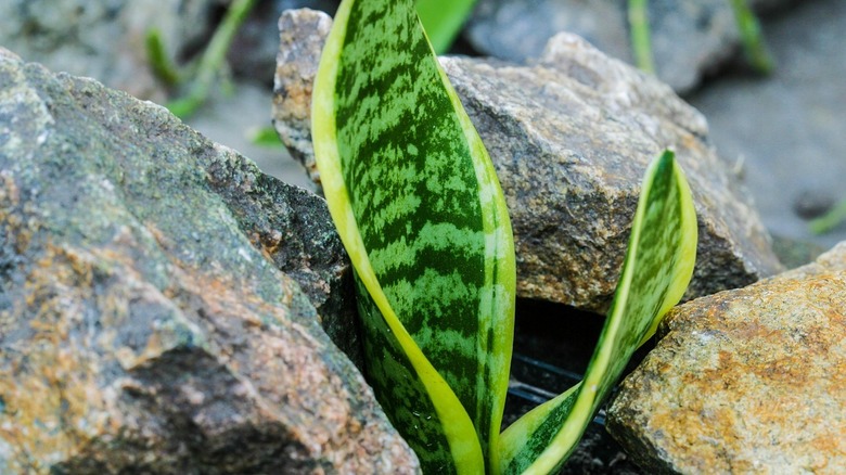 snake plant in water surrounded by rocks