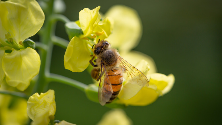 A bee collecting pollen from a broccoli flower