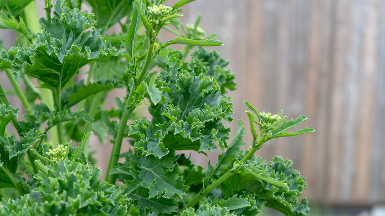 Close up of a kale plant that is starting to bolt