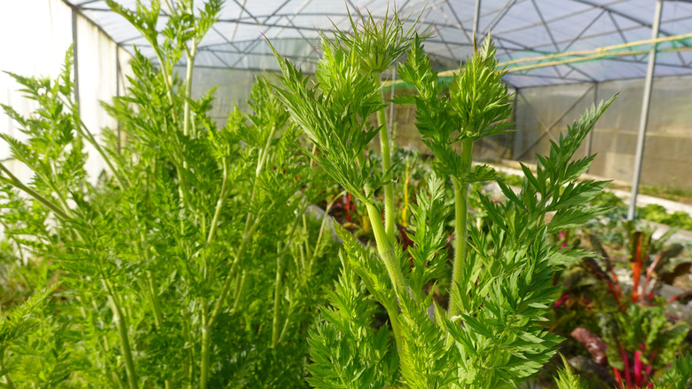 Carrot plants starting to bolt