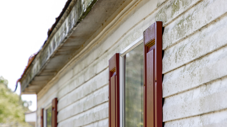 Mold growth on home siding