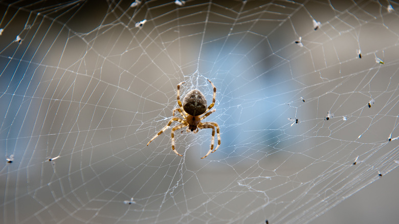 Spider web on house