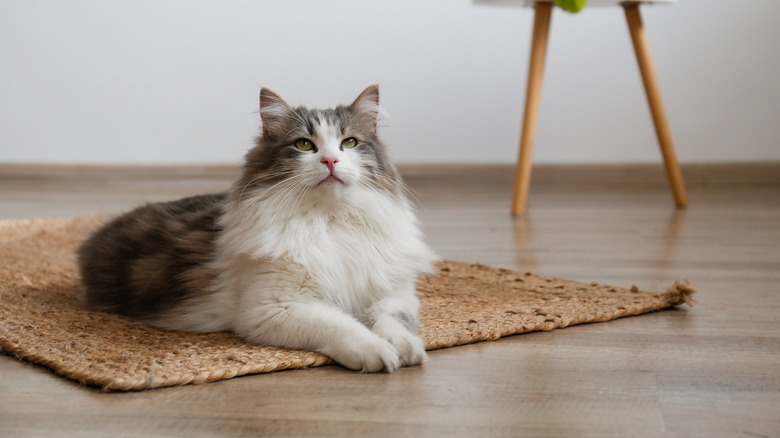 Cat laying on hardwood floor