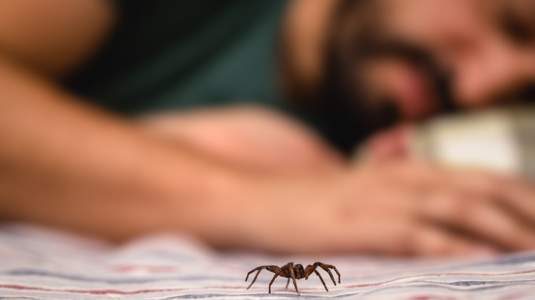 spider near sleeping person