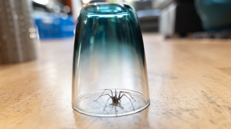 spider underneath drinking glass