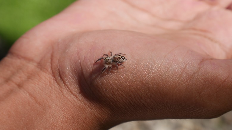 Small spider on hand