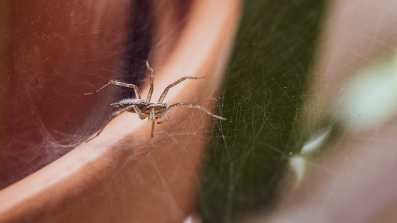 spider in web on plant