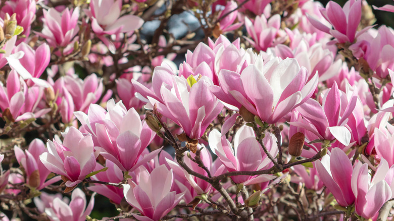 Jane magnolia flowers