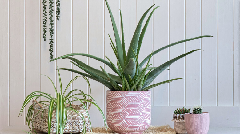 aloe plant in pink pot