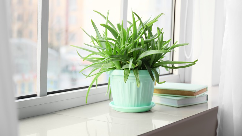 aloe plant in blue pot