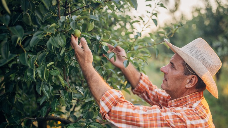 Farmer inspecting a pear tree