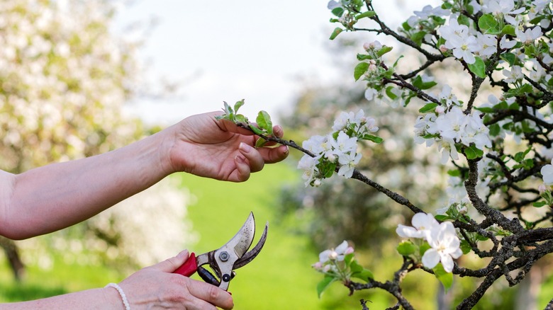 Pruning a flowering tree 