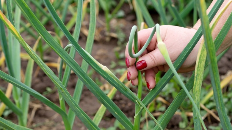 pulling off a garlic scape