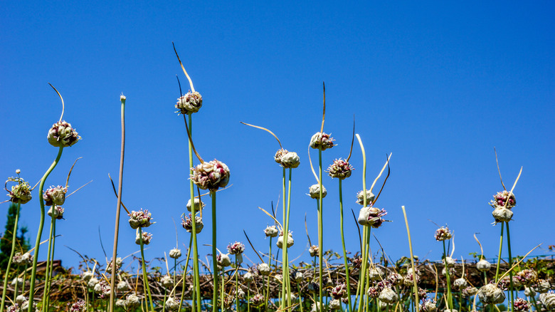 garlic scapes growing in garden