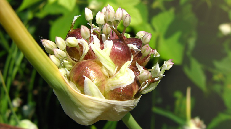 garlic scape with young bulbils