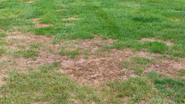 brown patch disease in lawn
