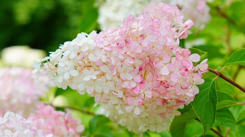 white panicle hydrangea