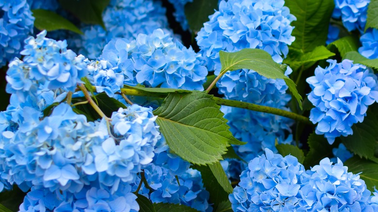 Blue flowered hydrangea