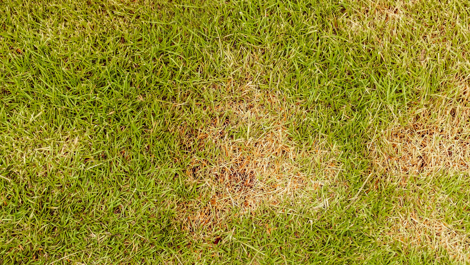 Here's Why Your Lawn Looks Rusty Orange, Not Green