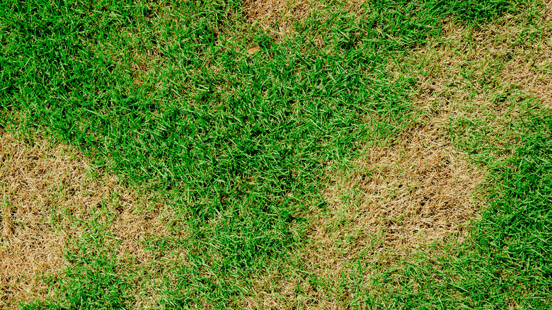 Brown and green grass