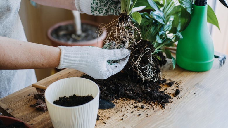 person repotting plant