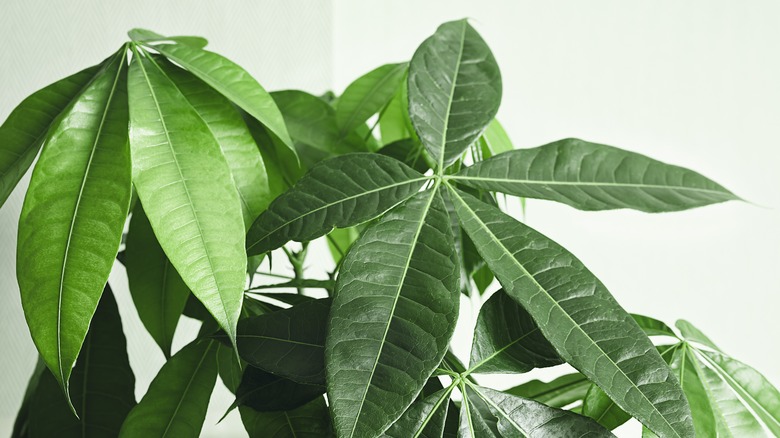 Here's Why Your Money Tree Is Losing Leaves And How To Prevent It