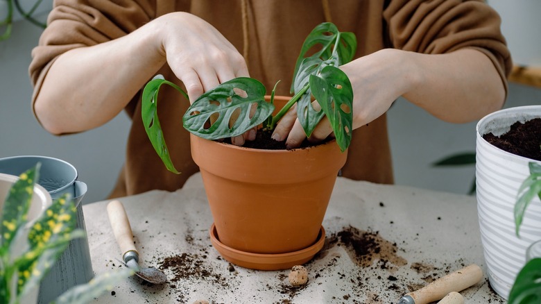 Person repotting monstera plant