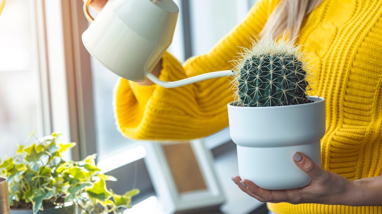 Person watering cactus