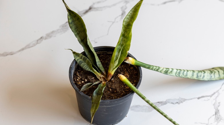 Snake plant with root rot