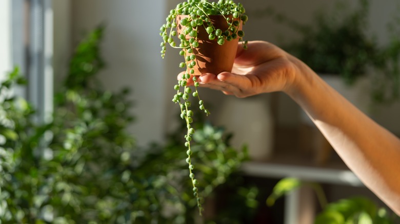 String of pearls in sun