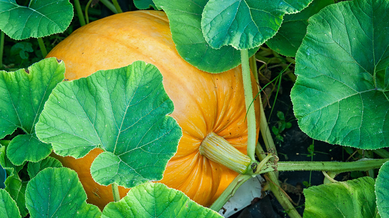 Mature pumpkin with green leaves