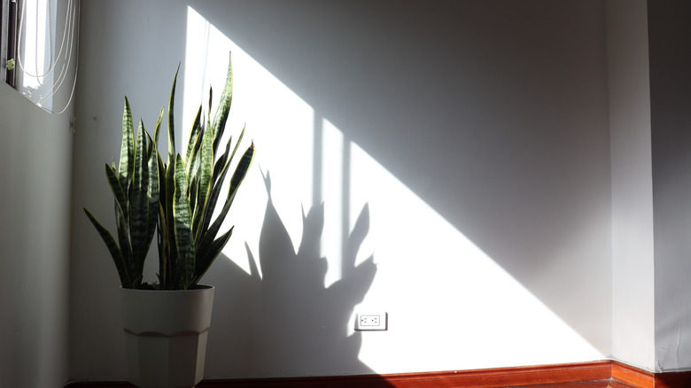 Snake plant in shaded room by window