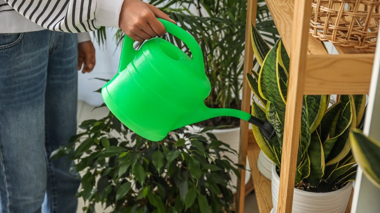 person watering snake plant on shelf