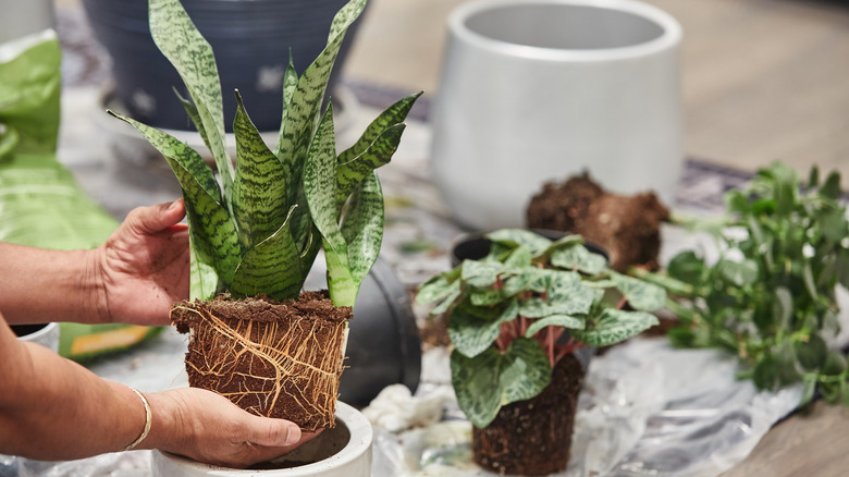 person repotting snake plant