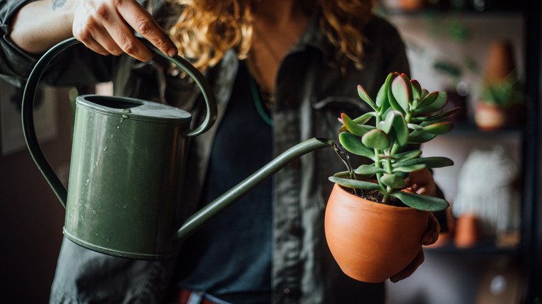 Gardener waters a jade plant