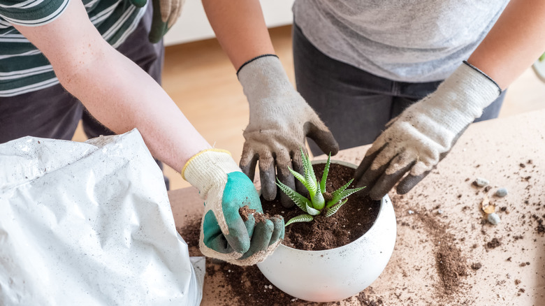 Couple planting succulent