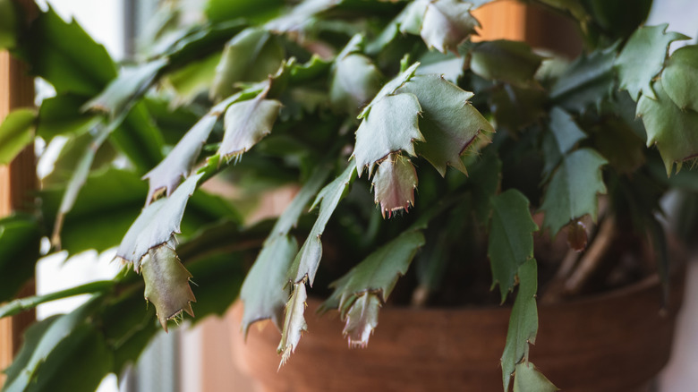 Thanksgiving cactus with new growth but no flowers