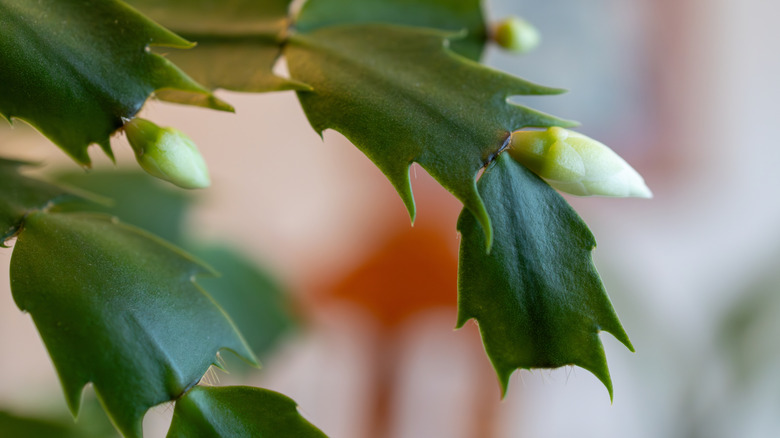 Thanksgiving cactus with buds