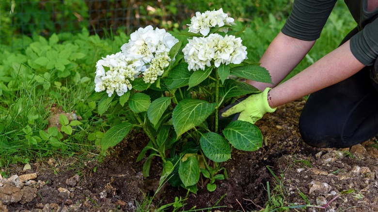 Gardener plants white hydrangeas in garden