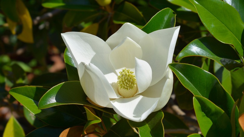 magnolia blossom