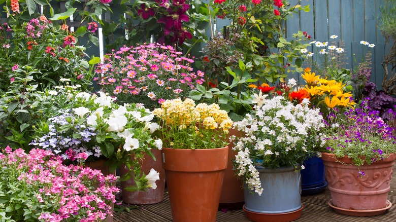 flowers in pots