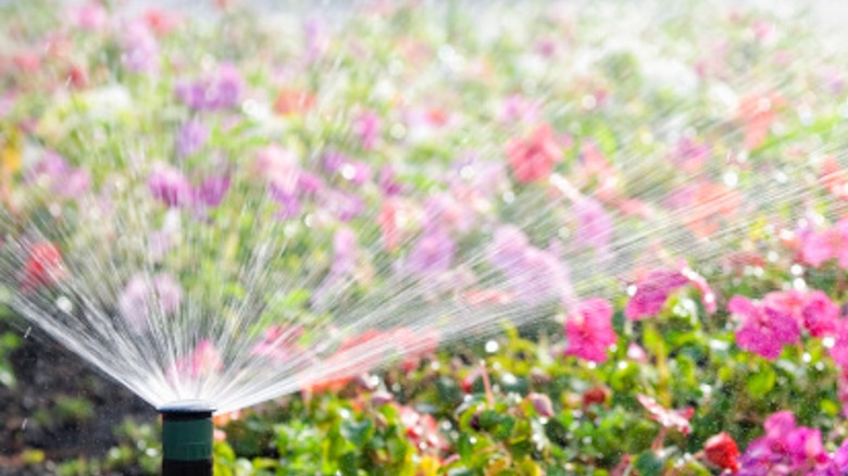 Sprinkler system watering flowers 